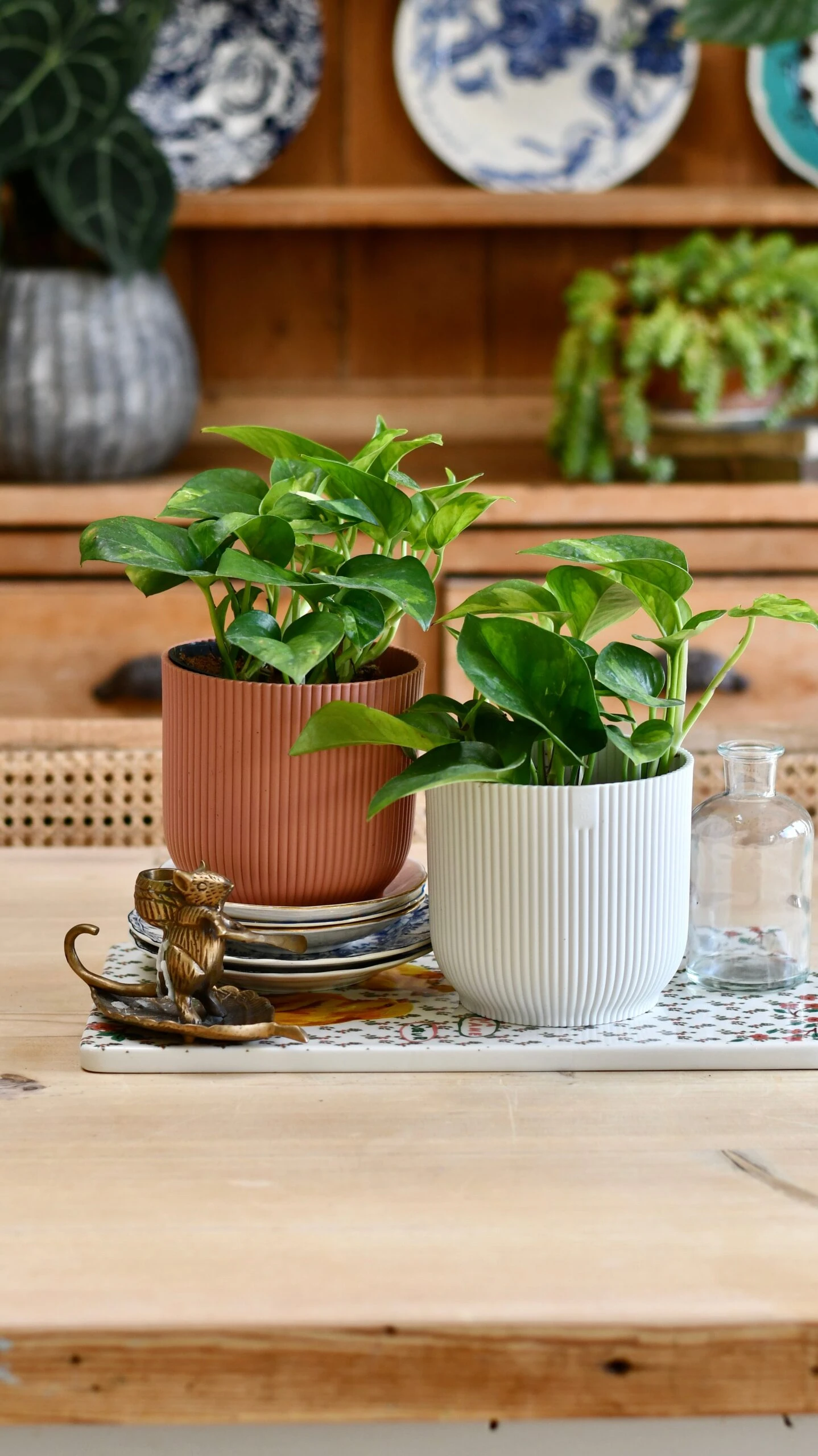 Epipremnum Global Green (Devil's Ivy) & Vibes Pot 1 Epipremnum Global Green (Devil's Ivy) & Vibes Pot