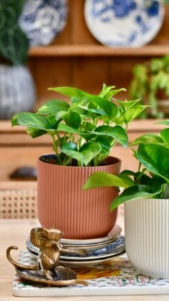 Epipremnum Global Green (Devil's Ivy) & Vibes Pot 13 Epipremnum Global Green (Devil's Ivy) & Vibes Pot -Plant Sale Store E5AB88A9 8FD3 4A44 8774 F11B757B866D 1 201 a