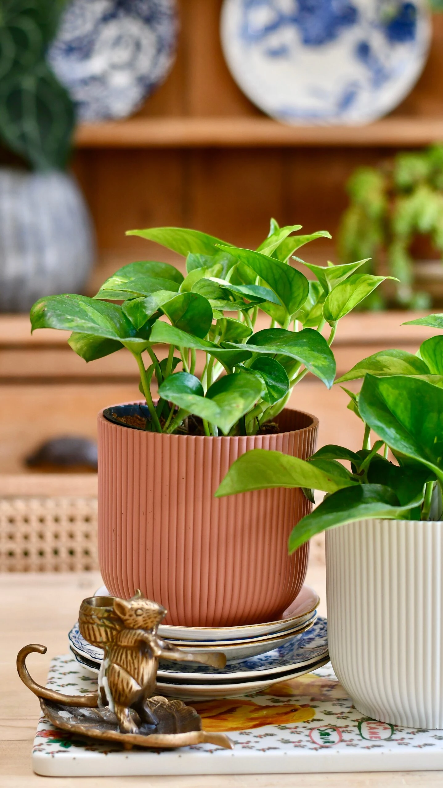 Epipremnum Global Green (Devil's Ivy) & Vibes Pot 4 Epipremnum Global Green (Devil's Ivy) & Vibes Pot - Image 4