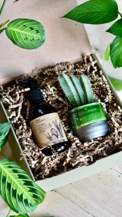 Vegan Cactus & Succulent Food Gift Box -Plant Sale Store E807D685 4FE8 4B78 9327 BF9EA51D65AD 1 201 a