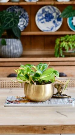 Philodendron Scandens Brasil In Atsu Brass Pot -Plant Sale Store E827865A 6BF3 4141 B11A 20C2AFD44387 1 201 a