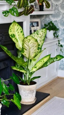 Dieffenbachia Seguine 'Banana' -Plant Sale Store E974E671 B65E 4C2B 9E43 B3323570CD7C 1 201 a