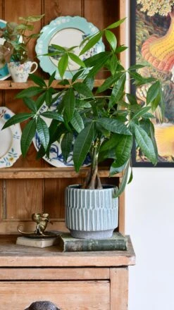 Baby Mexican Fortune Tree Or Pachira Aquatica -Plant Sale Store EB7AD33C 9EC2 474D A81C 239CD44962E8 1 201 a