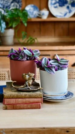 Pink Tradescantia Nanouk | Wandering Dude | Fantasy Venice 6 Pink Tradescantia Nanouk | Wandering Dude | Fantasy Venice -Plant Sale Store EC05C691 EF38 4FBC B9D1 90924F0F1881 1 201 a 4a2b5fa3 af72 496e 8382 f3c1febfba09