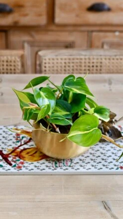 Philodendron Scandens Brasil In Atsu Brass Pot -Plant Sale Store F453BF36 285E 40B5 9C60 A04086450450 1 201 a
