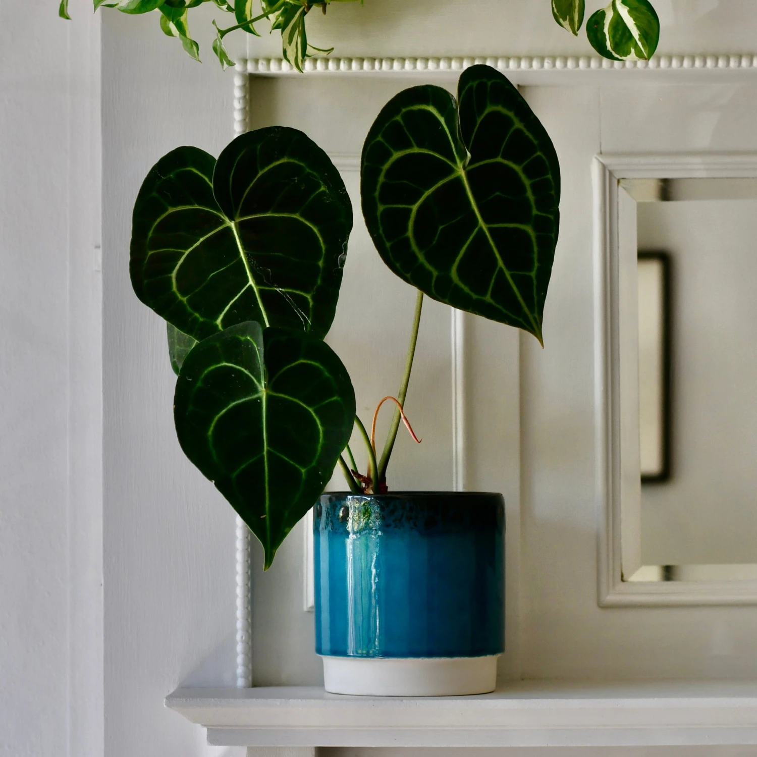 Aqua Reactive Planter (Aqua 13cm Plant Pot) 1 Aqua Reactive Planter (Aqua 13cm Plant Pot)