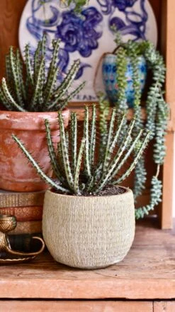 Large Euphorbia Aeruginosa