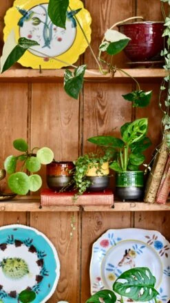 Garnet Reactive Planter With Foot (7cm Plant Pot) -Plant Sale Store FEACA0A8 60DA 451D 9589 BCCB814868CD 1 201 a 75173524 b2c6 41d1 9d1f 52635cb08d8a