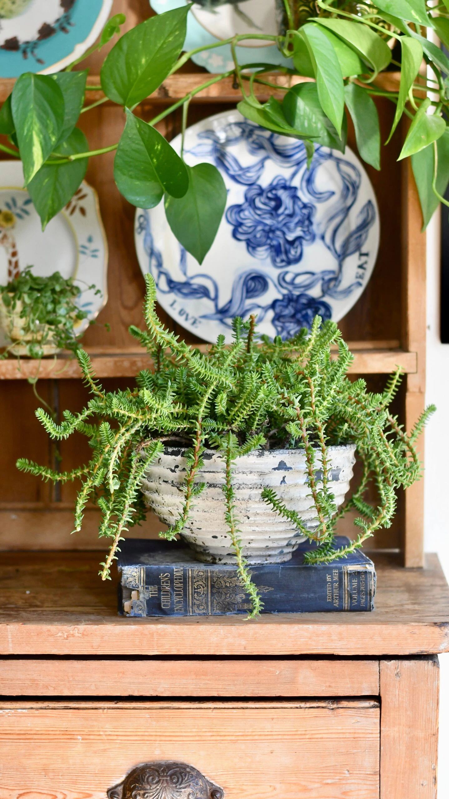 Crassula Viricosa | Hanging Succulent | Jade Necklace | Rare Plant 1 Crassula Viricosa | Hanging Succulent | Jade Necklace | Rare Plant