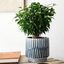 Premium Plant Pot | Onno Denim Ceramic Glaze Planter | 16cm Plant Pot 8 Premium Plant Pot | Onno Denim Ceramic Glaze Planter | 16cm Plant Pot -Plant Sale Store OPD21 1 jpg