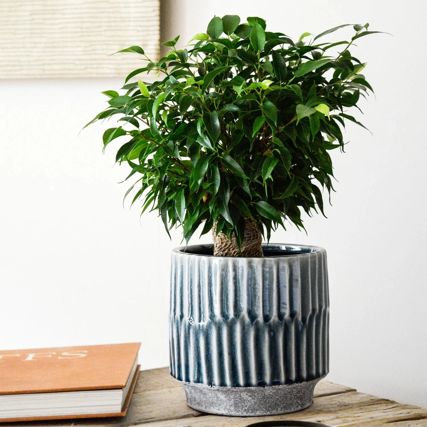 Premium Plant Pot | Onno Denim Ceramic Glaze Planter | 16cm Plant Pot 4 Premium Plant Pot | Onno Denim Ceramic Glaze Planter | 16cm Plant Pot - Image 4
