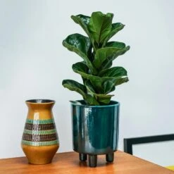Pisa Emerald Planter | 16cm Pots | Designer Pots