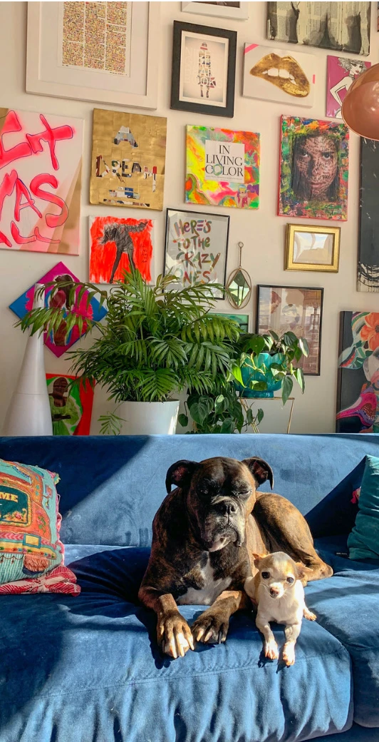 Pet Friendly Houseplant Box 1 Pet Friendly Houseplant Box