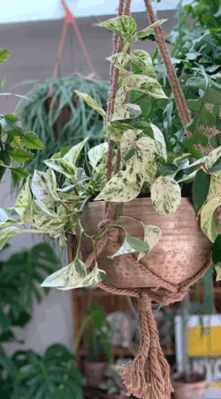 Epipremnum Marble Queen 'Super Variegated'