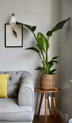 Strelitza Nicolai - White Bird Of Paradise