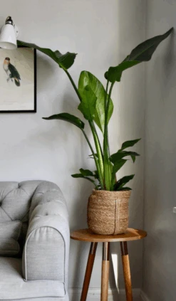 Strelitza Nicolai - White Bird Of Paradise -Plant Sale Store Screenshot2023 07 07at14.01.41