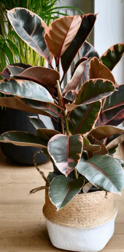 Ficus Elastica Belize - Variegated Rubber Tree -Plant Sale Store Screenshot2023 07 15at18.42.53