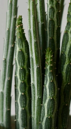 Big Kleinia Senecio (Stapeliiformis, Pickle Plant, Candle Stick Plant) -Plant Sale Store Screenshot2023 09 30at12.27.58