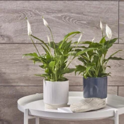 Athens Ceramic Reactive Glaze Indoor Ribbed Plant Pot White (10.5cm Pot)