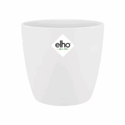 Echeveria Gifting Set 12 Echeveria Gifting Set -Plant Sale Store brussels round mini white s1 png 2b60df08 487b 4b55 93a0 1be814d1f288