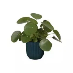 Vibes Fold Round 18cm 17 Vibes Fold Round 18cm -Plant Sale Store vibes fold rond deep blue n1 jpg