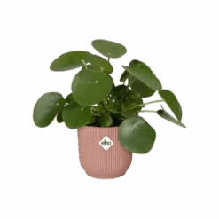 Vibes Fold Round 16cm Soft Pink -Plant Sale Store vibes fold rond delicate pink c1 png