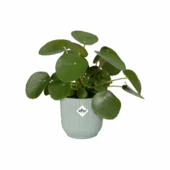 Vibes Fold Round 18cm 15 Vibes Fold Round 18cm -Plant Sale Store vibes fold rond sorbet green pos n1 png aebbea85 a146 4b3f 850d 7def54f7d3ef