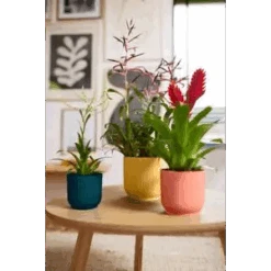 Vibes Fold Round 16cm Butter Yellow 9 Vibes Fold Round 16cm Butter Yellow -Plant Sale Store vibes fold round 294 120 181 i1 jpg