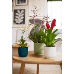 Vibes Fold Round Mini 11cm Silky White -Plant Sale Store vibes fold round 294 369 451 i1 jpg 66a516f3 e322 497a 83fa 745e8e90a0b5