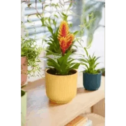 Vibes Fold Round 16cm Butter Yellow 10 Vibes Fold Round 16cm Butter Yellow -Plant Sale Store vibes fold round 369 181 541 120 294 i1 jpg