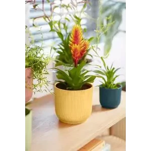 Vibes Fold Round 16cm Butter Yellow 5 Vibes Fold Round 16cm Butter Yellow - Image 5