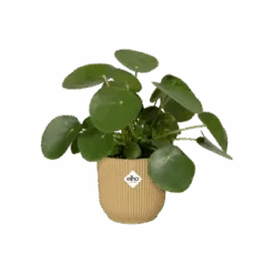 Vibes Fold Round 16cm Butter Yellow 11 Vibes Fold Round 16cm Butter Yellow -Plant Sale Store vibes fold round butter yellow c2 png