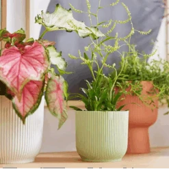 Vibes Fold Round 16cm Sorbet Green 12 Vibes Fold Round 16cm Sorbet Green -Plant Sale Store vibes fold round i1.jpg 2 1