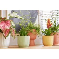 Vibes Fold Round Mini 11cm Silky White -Plant Sale Store vibes fold round i1.jpg 2 76f22d4c accb 4937 a1fa f895d0201f06