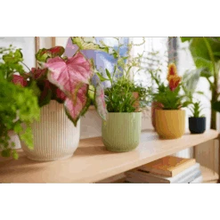 Vibes Fold Round Mini 11cm Silky White -Plant Sale Store vibes fold round i2.jpg 2 6fe65b6e b016 42bd 8857 0b8018a504c7