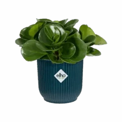 Vibes Fold Round 16cm Deep Blue -Plant Sale Store vibes fold round mini deep blue peperomia obtusifolia c1 png e0b756e7 fba7 4c26 bfb0 57f5b80a403d