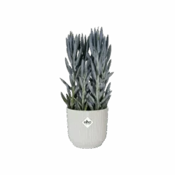 Vibes Fold Round 18cm 21 Vibes Fold Round 18cm -Plant Sale Store vibes fold round silky white c1 png