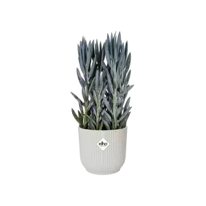 Vibes Fold Round 18cm 11 Vibes Fold Round 18cm - Image 11